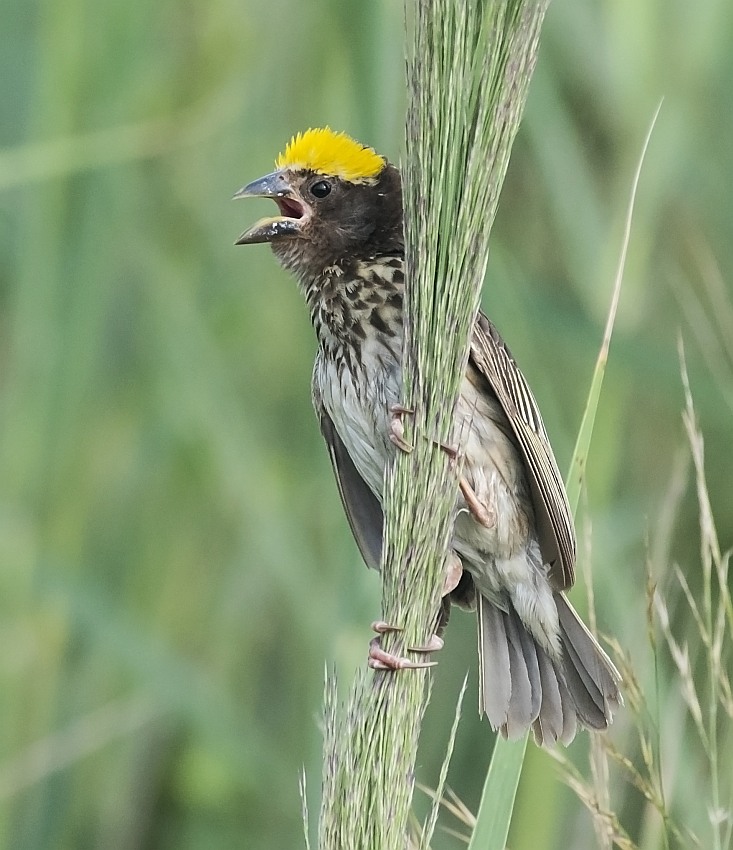 Streaked Weaver